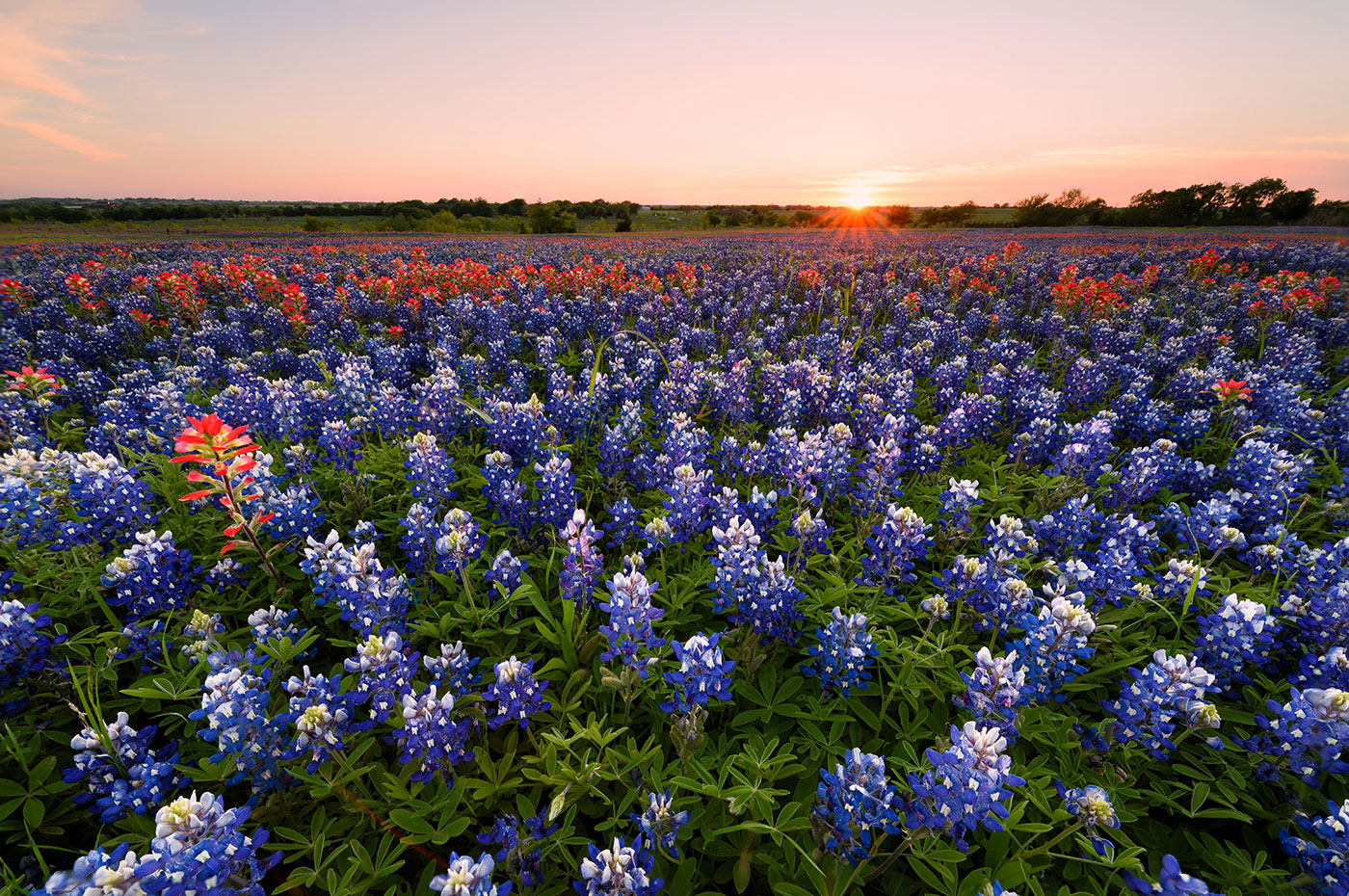 field of flowers in Austin, TX